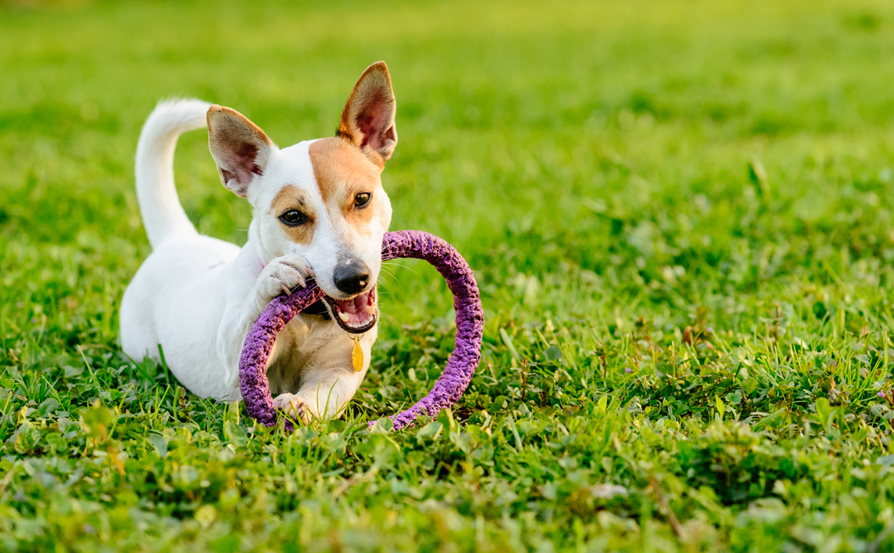 Adorable-dog-chewing-toy-lying-down-on-green-grass